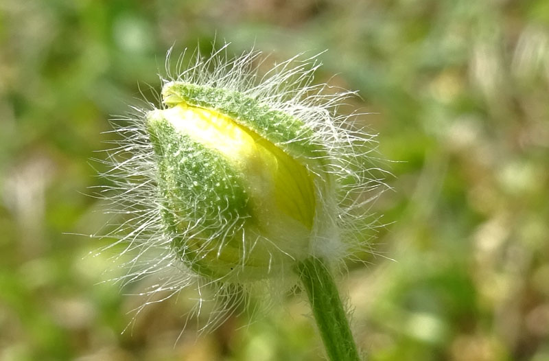 Ranunculus bulbosus - Ranunculaceae